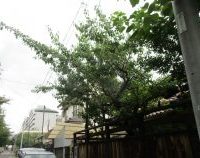 愛知県　名古屋市　庭木　越境　枝