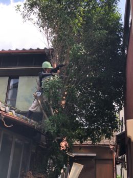 名古屋市西区　樹木・庭木伐採　作業の様子１