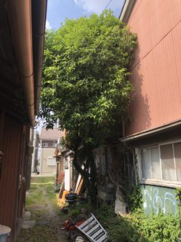 名古屋市西区　樹木・庭木伐採　作業前