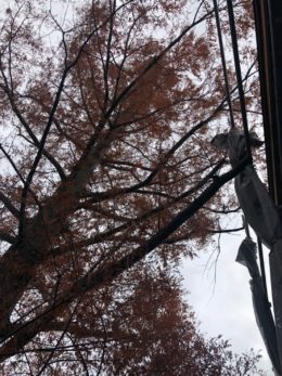 樹木の枝落とし 名古屋市緑区 愛知名古屋お庭すっきりサポート Net